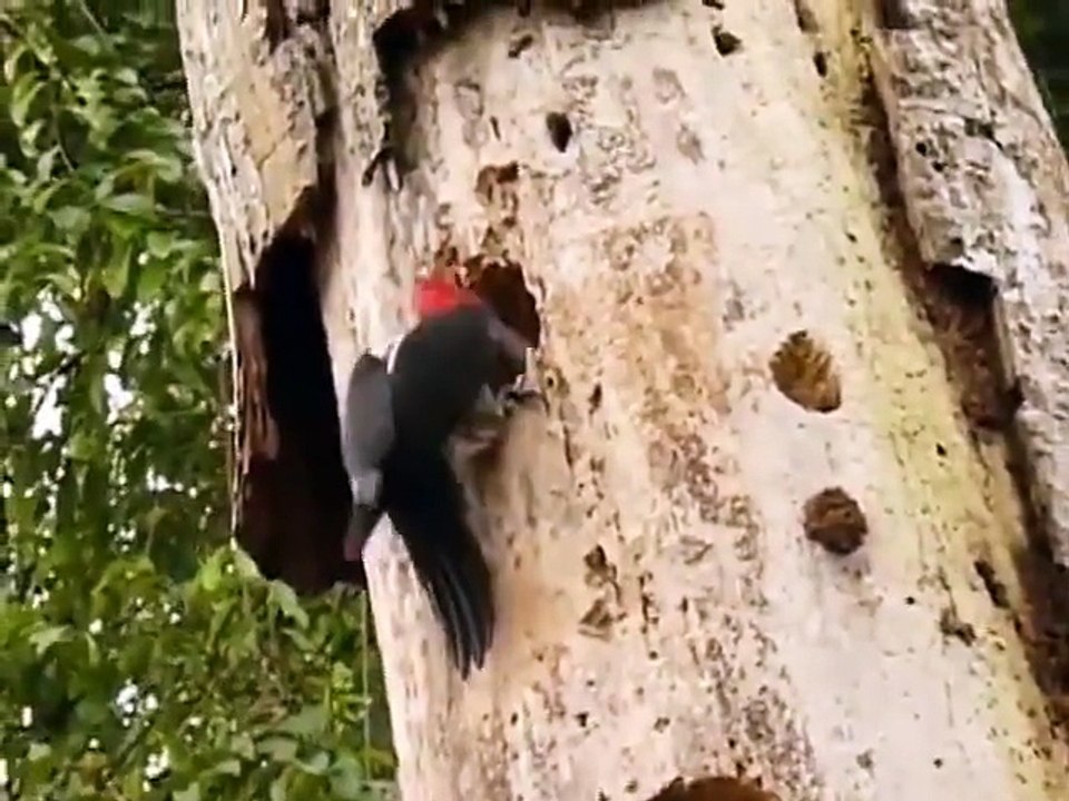 Pajaro carpintero ataca una serpiente