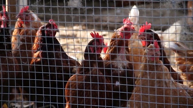 Farm Animals Old MacDonald - Learn Animals for Kids - Toys for Kids