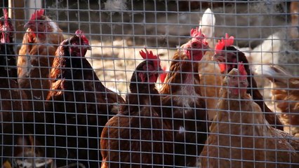 Farm Animals Old MacDonald - Learn Animals for Kids - Toys for Kids