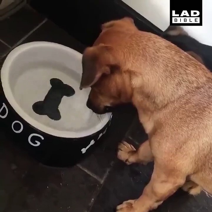 Ce chien veut à tout prix attraper l'os au fond de sa gamelle d'eau... Pauvre toutou