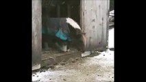 Ce poney st en galère face à une petite marche... Quelle joie quand il réussit à la franchir