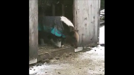 Ce poney st en galère face à une petite marche... Quelle joie quand il réussit à la franchir