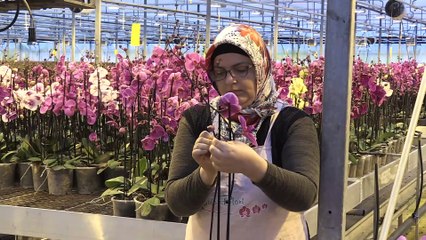 'Hedefimiz Türkiye'nin orkide ihtiyacının yarısını üretmek' - YALOVA