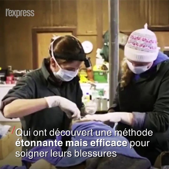 Californie: des ours brûlés soignés avec de la peau de poisson