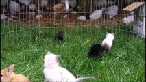 Ces chatons élevés avec des lapins se comportent comme tels et c'est adorable