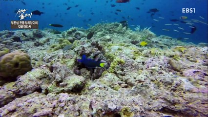 성난 물고기 - 부톤 섬, 전통 참치잡이의 길을 따라서_#001