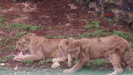 Gaziantep-Cumhurbaşkanı Erdoğan'a Hediye Edilen Aslanlara Isıtmalı Barınak