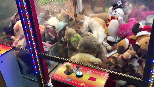 Cat Stuck in a Claw Machine