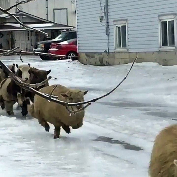 Herd of Sheep Slip on Ice