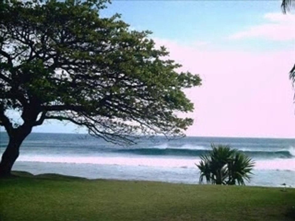 Francis Bernier - Arbre mon ami