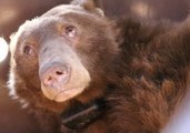 Bears Burned in California Wildfires Treated With Fish Skin Bandages