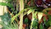 How to care for and grow Epiphyllum Ci / Orchid Cus/ Epiphytic cus
