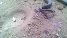 VERY RARE VIDEO OF SNAKE  by R ENTERTAINMENT