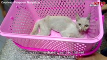 Sick Cat Meows for Help – Hope She Will Recover After Being Rescued
