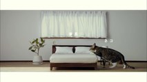 【ネコ家具できました】篇　　We made cat furniture.