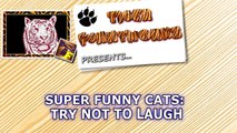 WARNING: You will POOP YOUR PANTS from LAUGHING TOO HARD - FUNNY CATS compilation