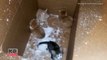 Four Kittens Left Outside In Cardboard Box During A Snowstorm Saved By Stranger