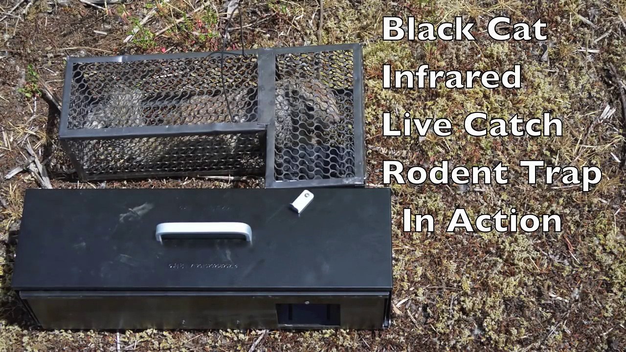 High Tech Trap That "Swallows" Rodents Alive. Infrared Black Cat Live Catch Rat Trap In Action.