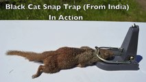 The Powerful Black-Cat Snap Trap (From India) In Action - Ground Squirrels.