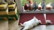 This Cat Has No Idea Why Chickens Are So Obsessed With Him