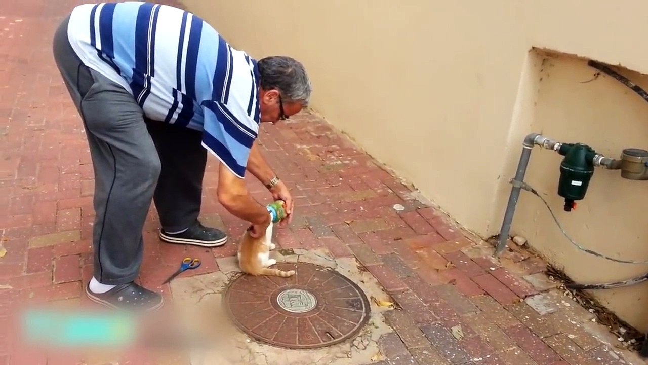 Cat rescues: Abandoned cat's matted fur turns into 2 pounds of dreadlocks; Cat saved - Compilation