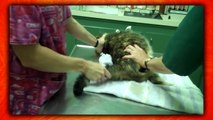 Top 5 CATS Who HATE THE VET! (Kitties Gone Psycho On Veterinarians & Mad Cat Freakouts)