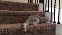 Scottish Fold kitten meets stairs