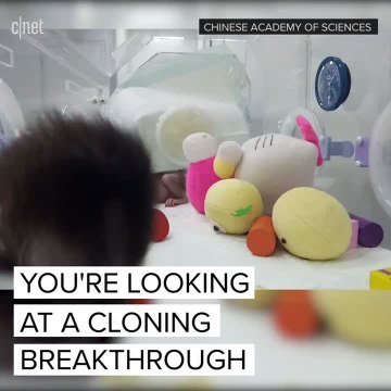 Scientists clone a pair of monkeys