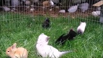 Ces chatons se prennent pour des lapins car ils ont toujours vécu avec eux