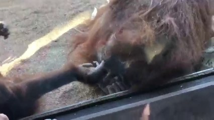 Ce singe est vraiment crade... Et hop le doigt qui pue