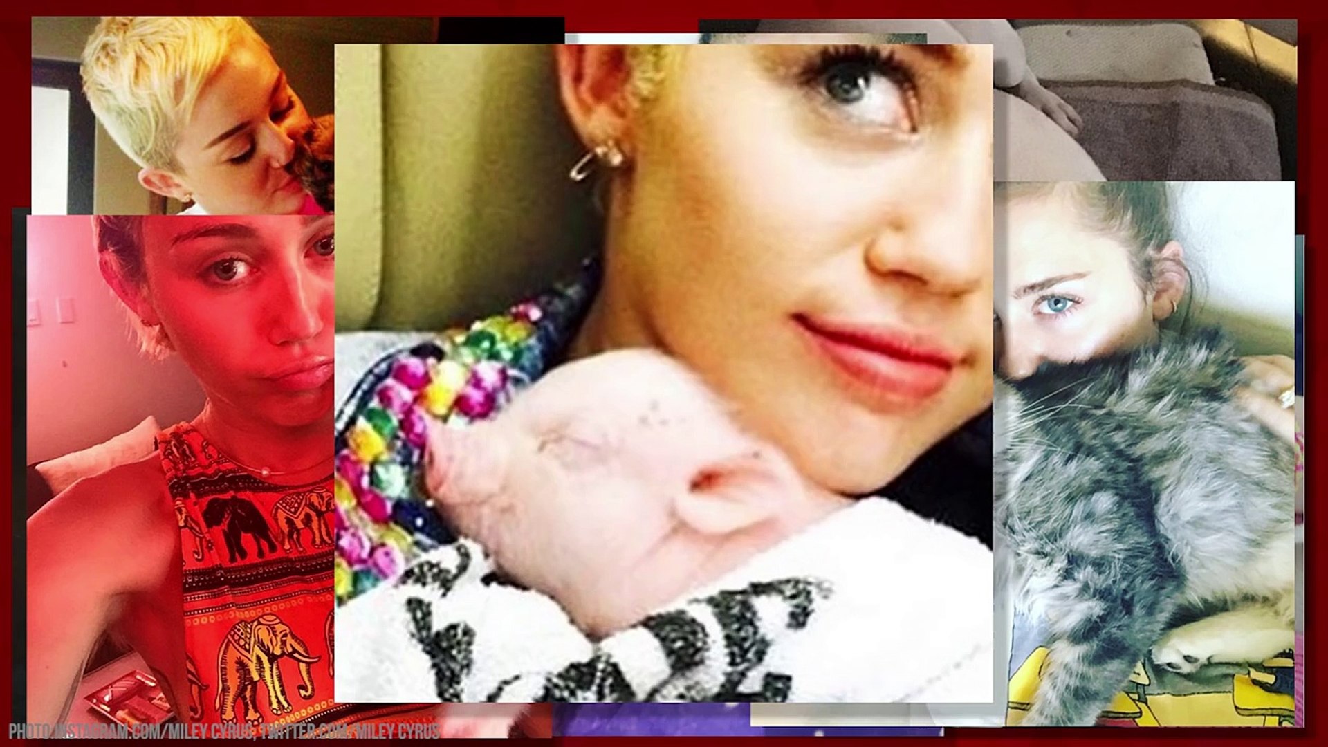 MILEY CYRUS ATTACKED BY A CAT?