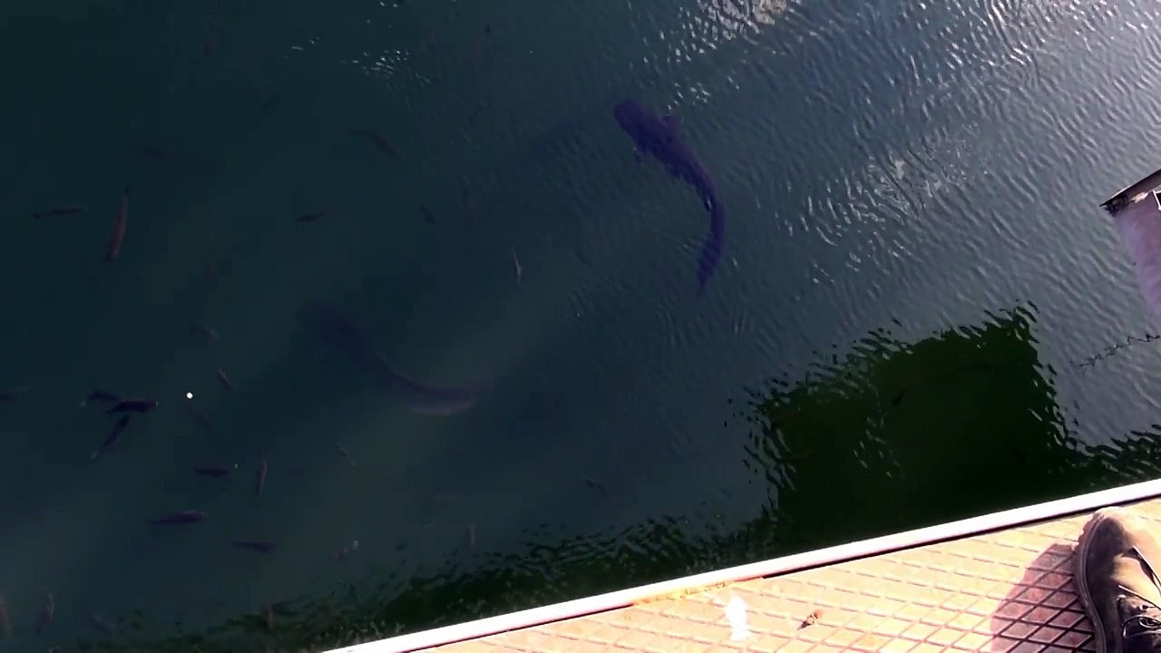 chernobyl cooling pond: giant radioactive mutated wels catfish?