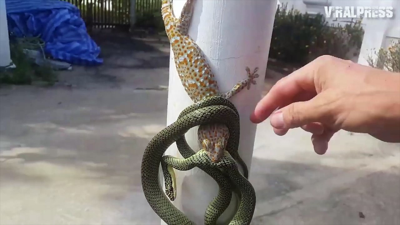 Snake And Tokay Gecko Wrapped Round Post