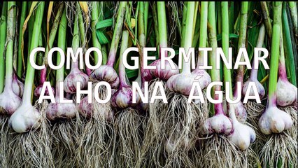 Como germinar alho na água! MUITO FÁCIL!!!