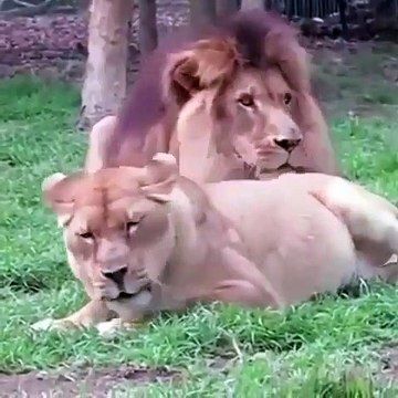 Cette lionne a terriblement envie de faire des calins mais le lion s'en fiche completement