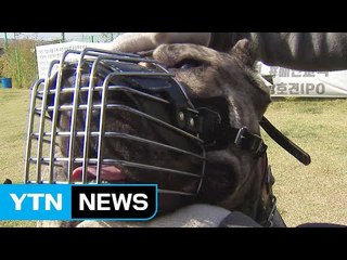 "개는 다 물어요"...반려견 인식 변화 시급 / YTN