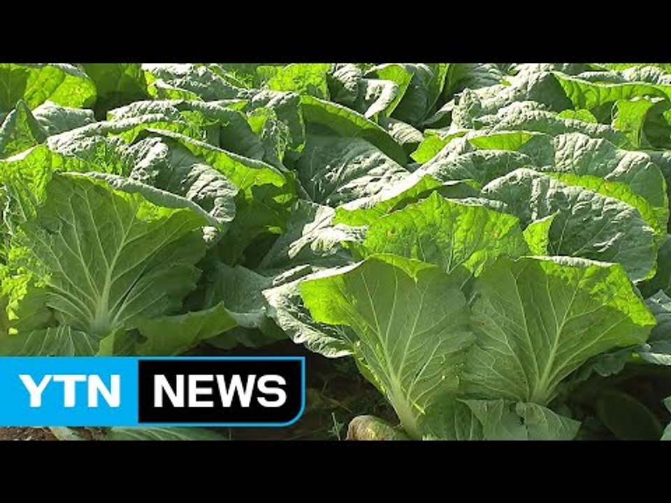 올해 김장비용 '예년 수준' 될 듯...배추 작황 좋아 / YTN