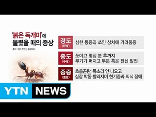 '붉은 독개미'에 물렸다면?...증상과 대처법 / YTN