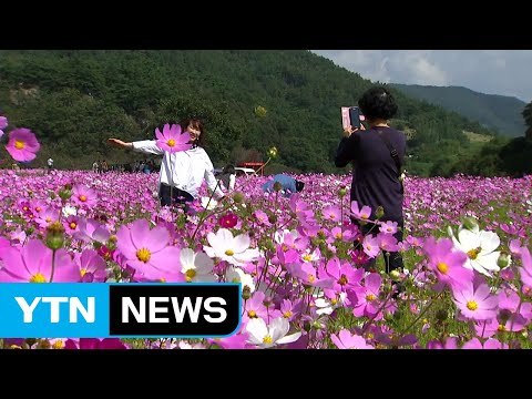가을꽃의 향연...전국 나들이 명소 '북적' / YTN