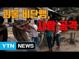 [자막뉴스] 7.8ｍ 괴물 비단뱀, 사람 공격 / YTN