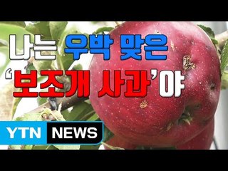 [자막뉴스] "우박 맞은 '보조개 사과', 저희가 살게요" / YTN
