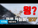 [자막뉴스] 고층 아파트에서 감자 투척...경찰 수사 착수 / YTN