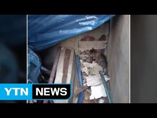 동물권단체 "고양이 학대범 고발...현상금 300만 원" / YTN
