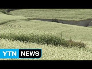 [영상] 정남진 장흥 선학동 마을 메밀꽃 장관 / YTN
