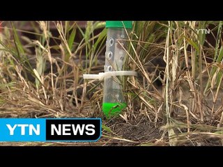 '붉은 독개미' 부산항 감만부두 12일까지 일제 조사 / YTN