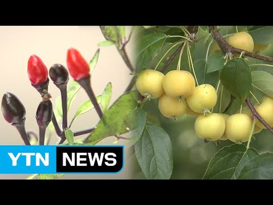 눈과 입이 즐거운 과일 채소 인기 / YTN