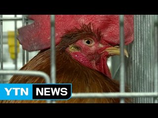 AI 막는 단백질 발견...바이러스 30% 줄여 / YTN