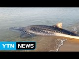 영덕 해안가에서 고래상어 발견...바다로 돌려보내 / YTN