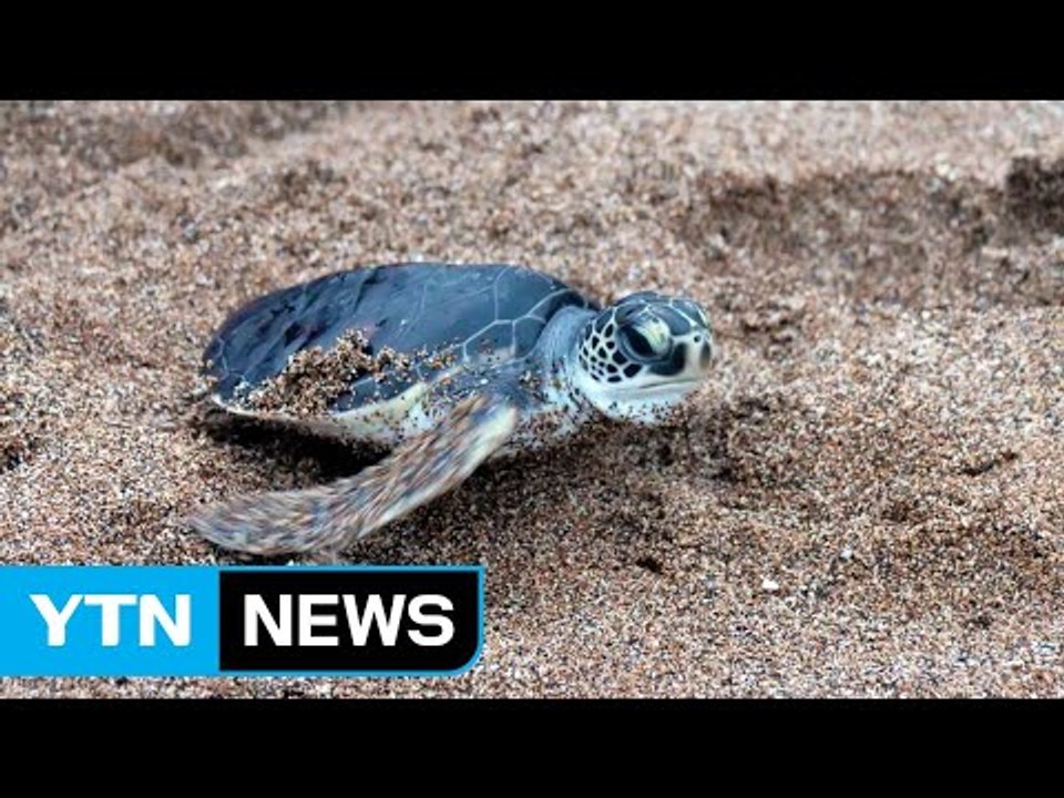 멸종위기 바다거북 되살리려 83마리 제주서 방류 / YTN