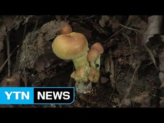 버섯 불법채취 성행 "눈으로만 보세요" / YTN